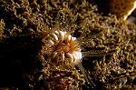 Cup coral